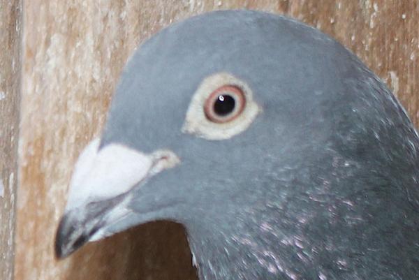 Koopman NL20-1081175-♂ - 画像 (3)