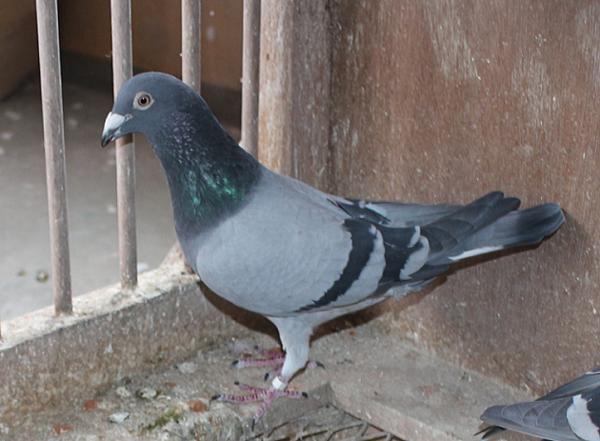 Koopman NL20-1081175-♂ - 画像 (4)