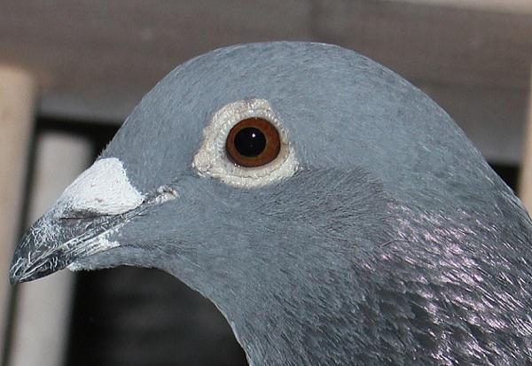 Koopman NL20-1081191-♂ - 画像 (4)