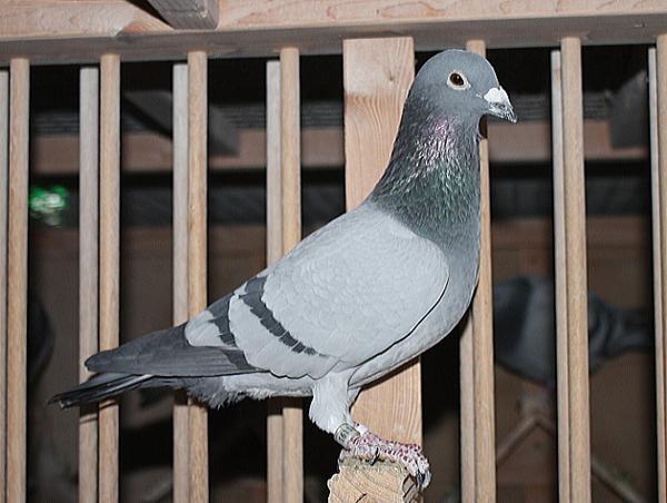 Koopman NL20-1081191-♂ - 画像 (5)