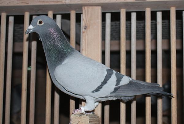 Koopman NL20-1081191-♂ - 画像 (6)