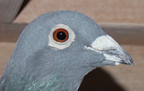 バンホープ 20-6241941 北野鳩舎種鳩 - 画像 (3)