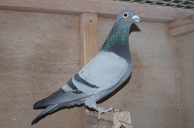 バンホープ 20-6241941 北野鳩舎種鳩 - 画像 (4)