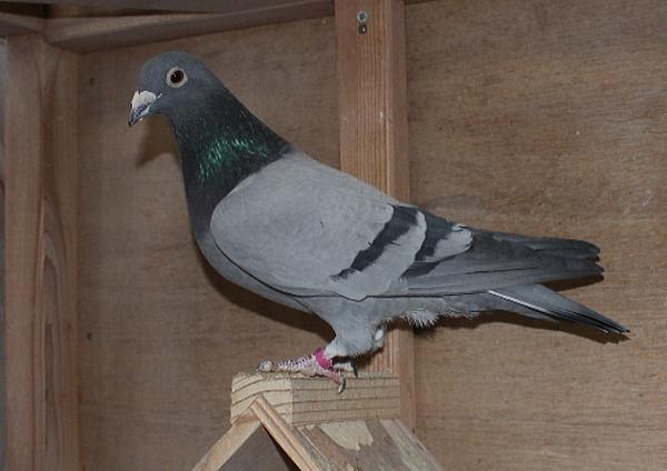 バンホープ 20-6241941 北野鳩舎種鳩 - 画像 (5)