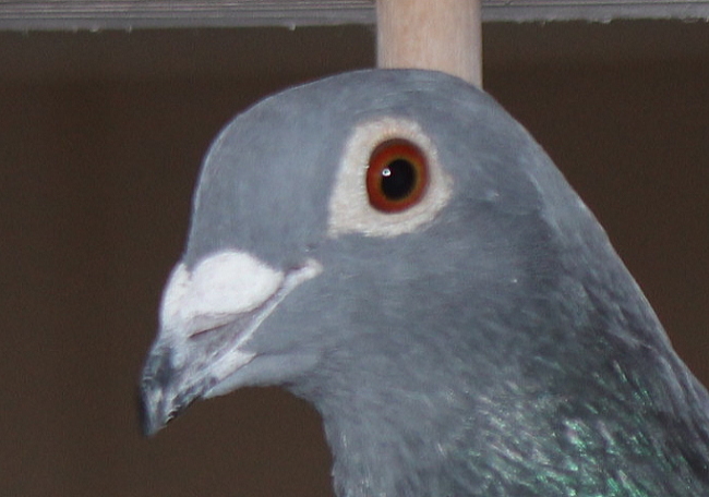 100%イエロマ NL20-1783913 売切れ - 画像 (3)