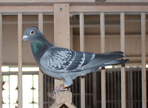 100%イエロマ NL20-1783913 売切れ - 画像 (4)