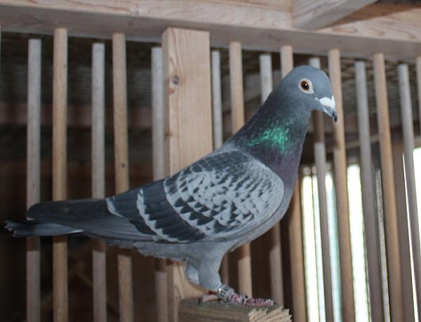 100%イエロマ NL20-1783913 売切れ - 画像 (5)