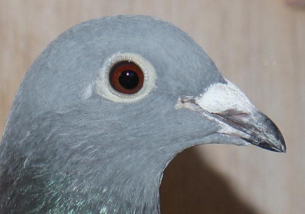 ブーネン NL22-8613275 - 画像 (4)