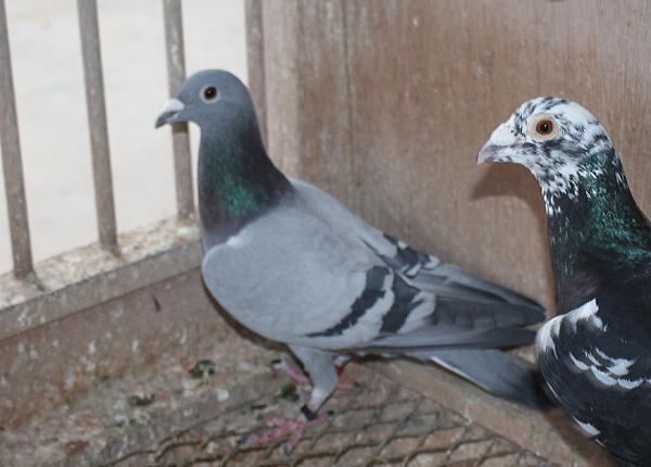 ブーネン NL22-8613275 - 画像 (5)