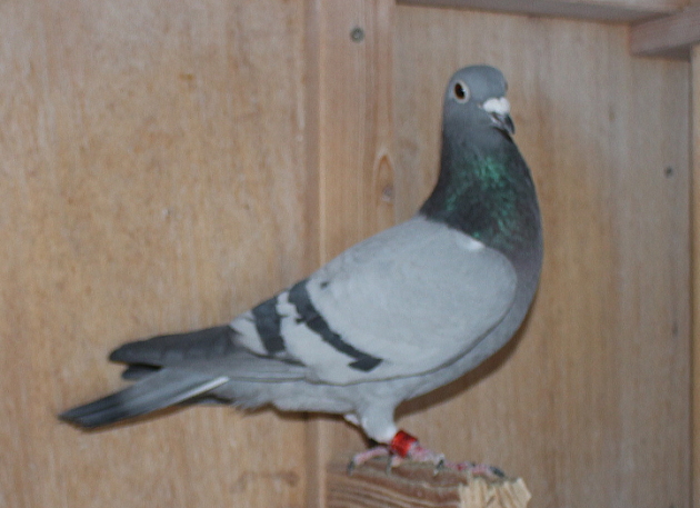 ブーネン NL22-8613275 - 画像 (6)