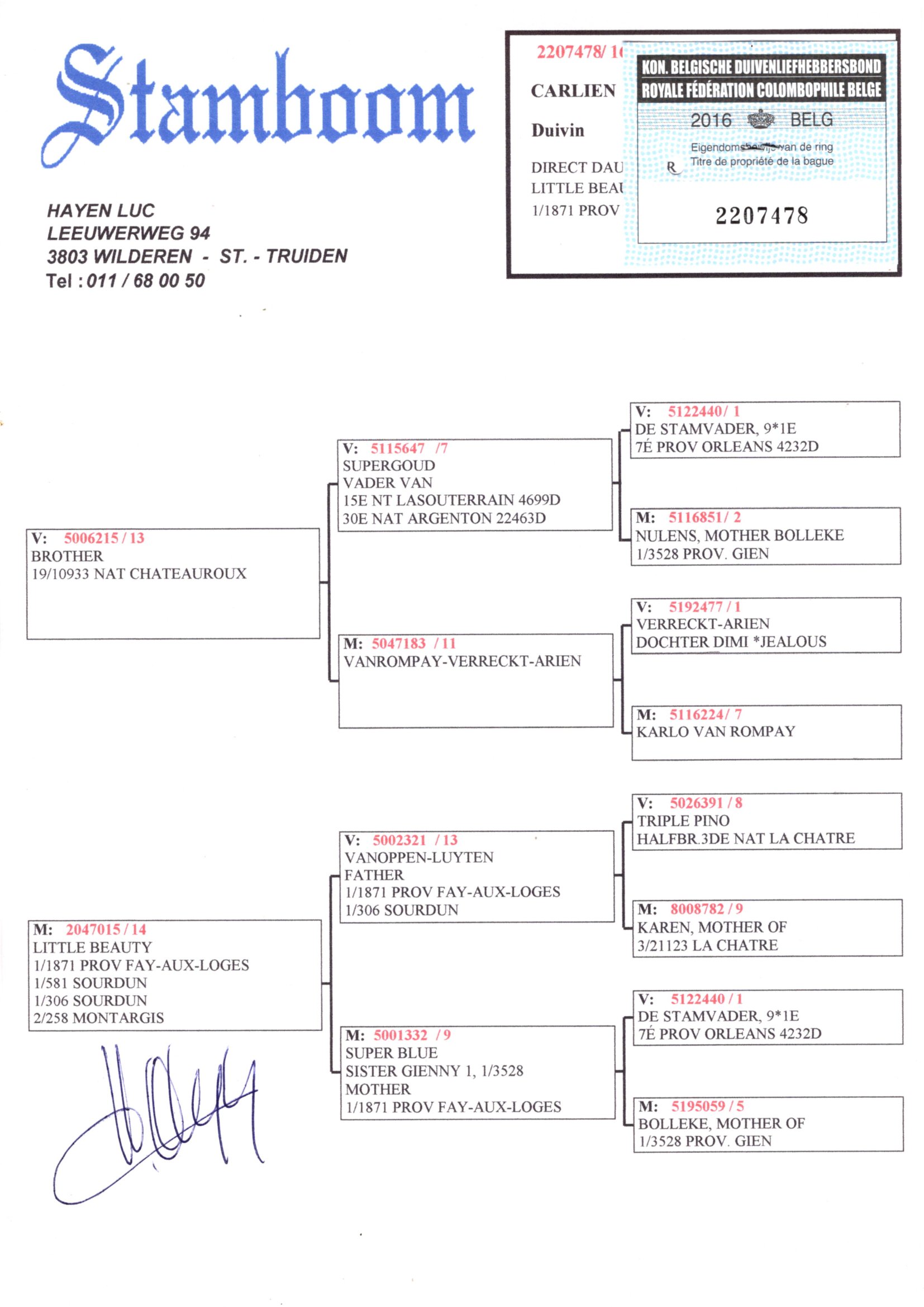 Hayen Luc B16-2207478 北野鳩舎 - 画像 (2)