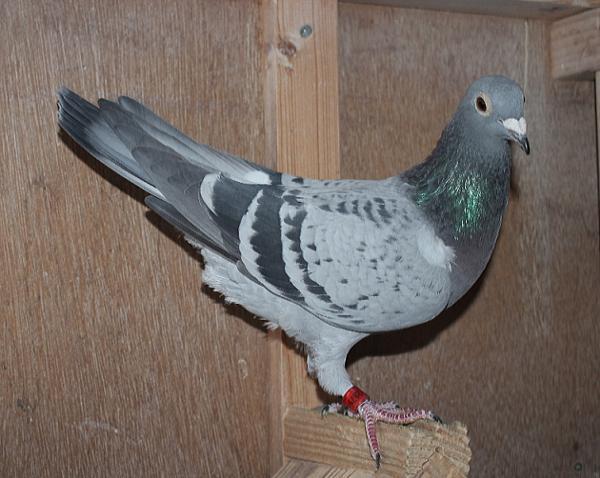 ブーネン NL22-8612879 - 画像 (4)