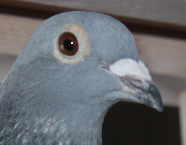 ブーネン NL22-8612879 - 画像 (5)