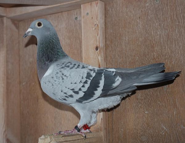 ブーネン NL22-8612879 - 画像 (6)