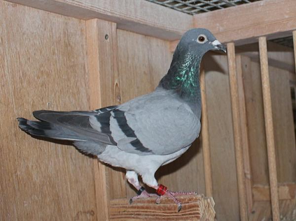 ブーネン NL22-8612883売切れ - 画像 (3)