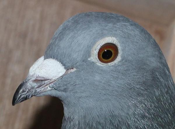 ブーネン NL22-8613262 - 画像 (4)