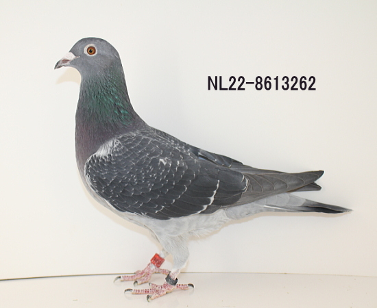 ブーネン NL22-8613262 - 画像 (5)