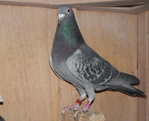 カイパー NL22-8613430 - 画像 (7)