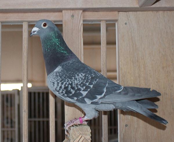 カイパー NL22-8613430 - 画像 (6)