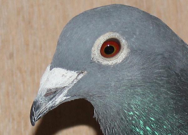 カイパー NL22-8613430 - 画像 (5)