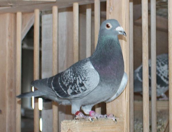 カイパー NL22-8613430 - 画像 (4)