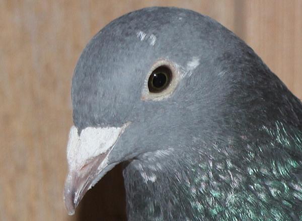 アールデン NL21-1278386 - 画像 (3)