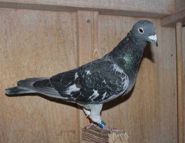 アールデン NL21-1278216 売切れ - 画像 (4)