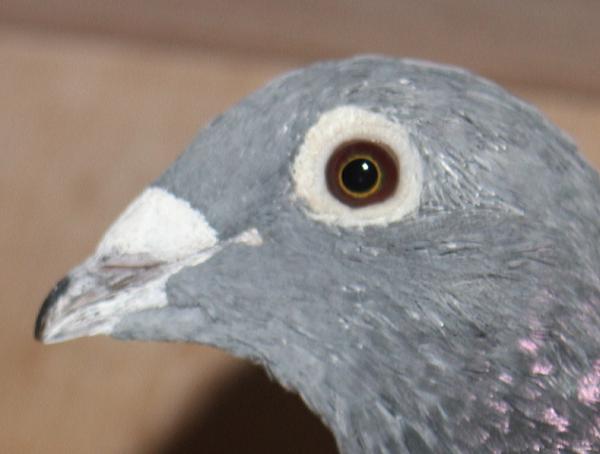 アールデン NL21-1278216 売切れ - 画像 (5)