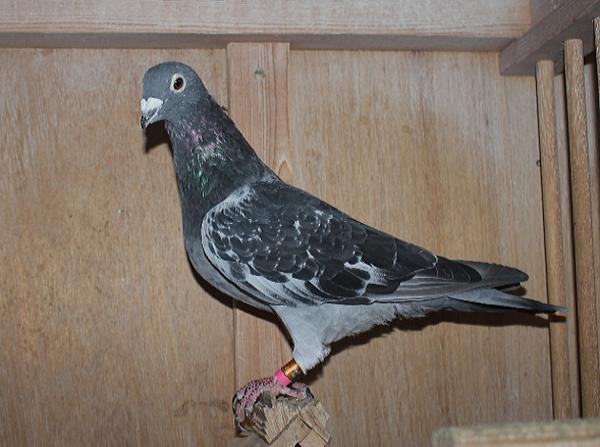 アールデン NL21-1278216 売切れ - 画像 (6)