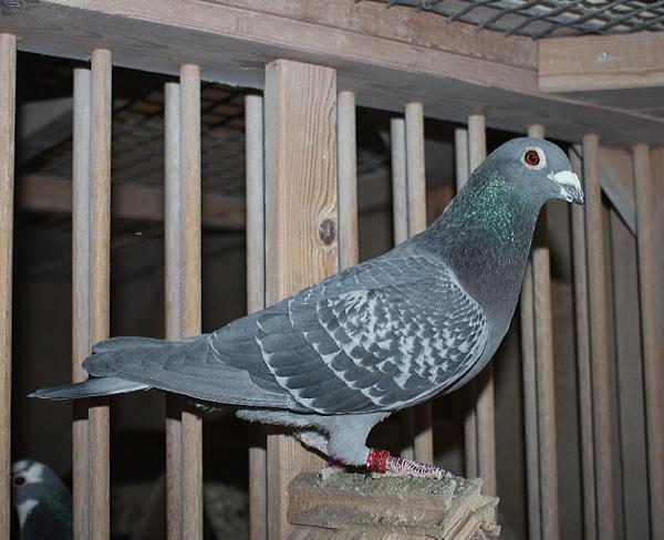 カイパー NL22-8613399 売切れ