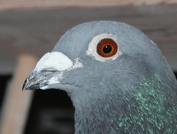 カイパー NL22-8613399 売切れ - 画像 (3)