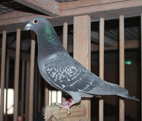 カイパー NL22-8613399 売切れ - 画像 (4)