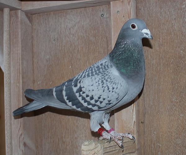 カイパー NL22-8613412 売切れ - 画像 (4)