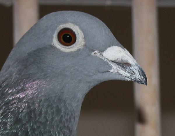 カイパー NL22-8613412 売切れ - 画像 (5)