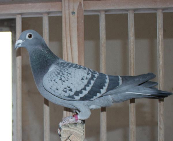 カイパー NL22-8613412 売切れ - 画像 (6)