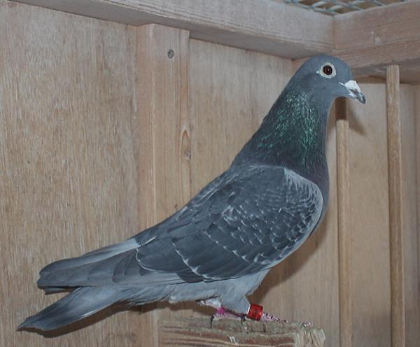 カイパー NL22-8613432 売切れ - 画像 (4)