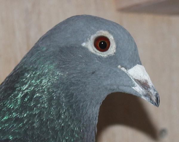 カイパー NL22-8613432 売切れ - 画像 (5)