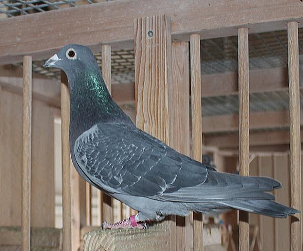 カイパー NL22-8613432 売切れ - 画像 (6)