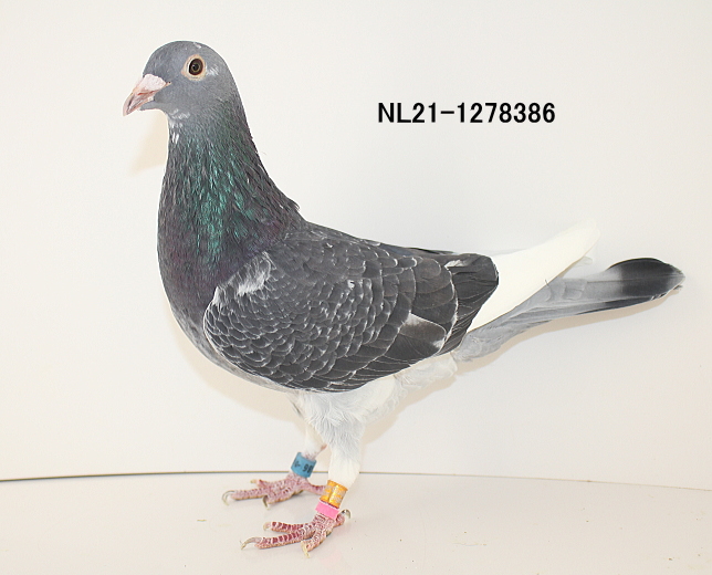 アールデン NL21-1278386 - 画像 (4)