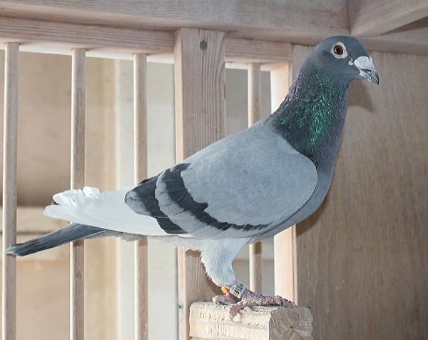 Van Oeckel 20-6157155 売切れ - 画像 (3)