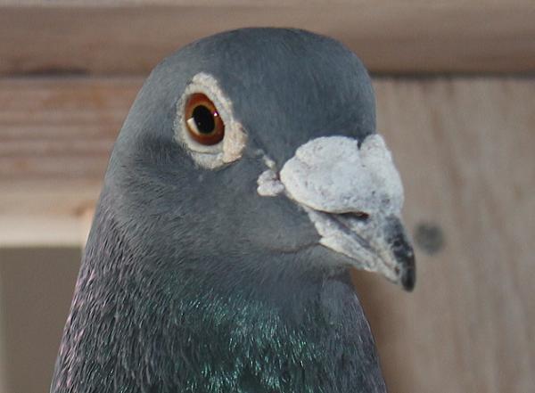 Van Oeckel 20-6157155 売切れ - 画像 (4)