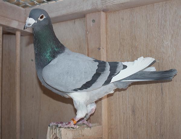 Van Oeckel 20-6157155 売切れ - 画像 (5)