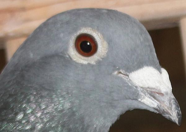 Nouwen Paesen 22-5012776♂ 売切れ - 画像 (2)