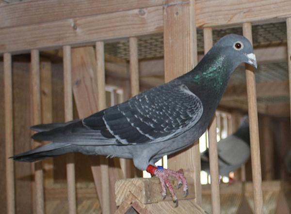 Nouwen Paesen 22-5012776♂ 売切れ - 画像 (3)