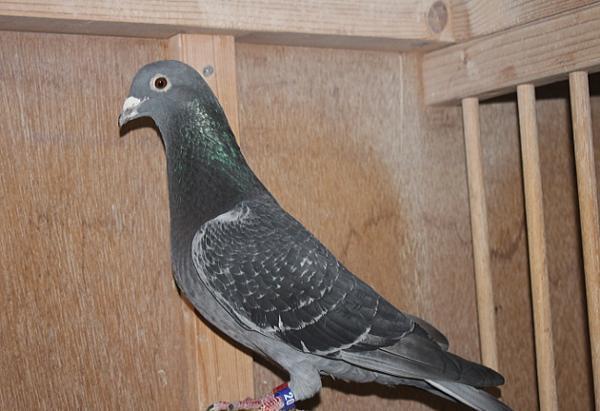 Nouwen Paesen 22-5012776♂ 売切れ - 画像 (4)