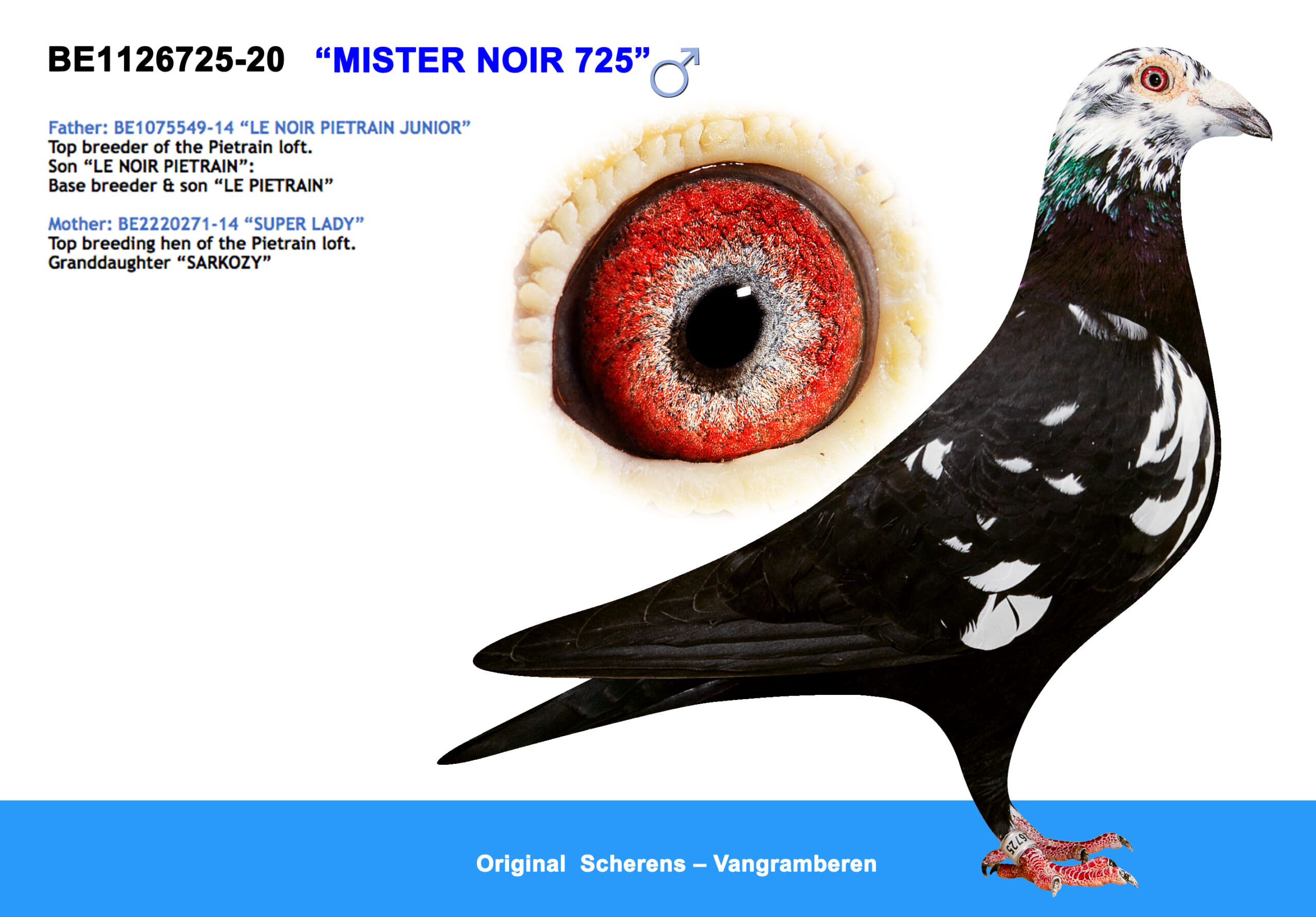 Scherens Van Gramberen 20-1126725 売切れ - 画像 (3)