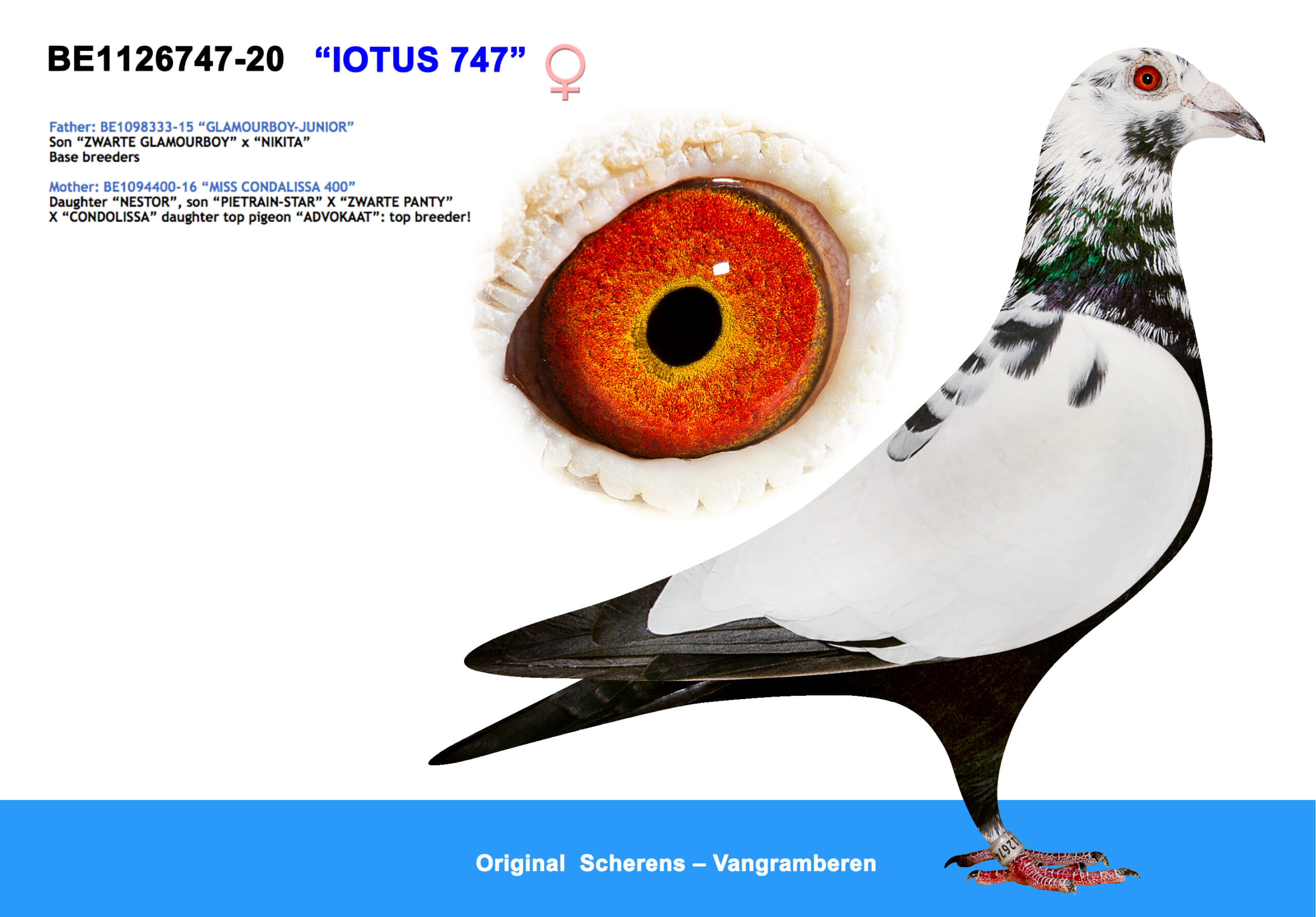 Scherens Van Gramberen 20-1126747 売切れ - 画像 (3)