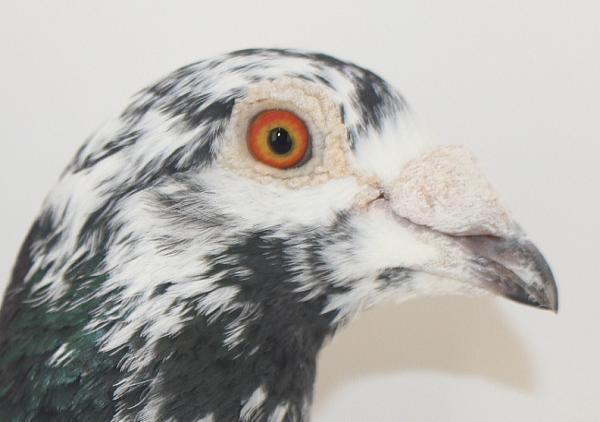 Scherens Van Gramberen 20-1126818 売切れ - 画像 (4)