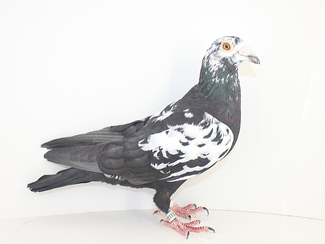 Scherens Van Gramberen 20-1126818 売切れ - 画像 (5)