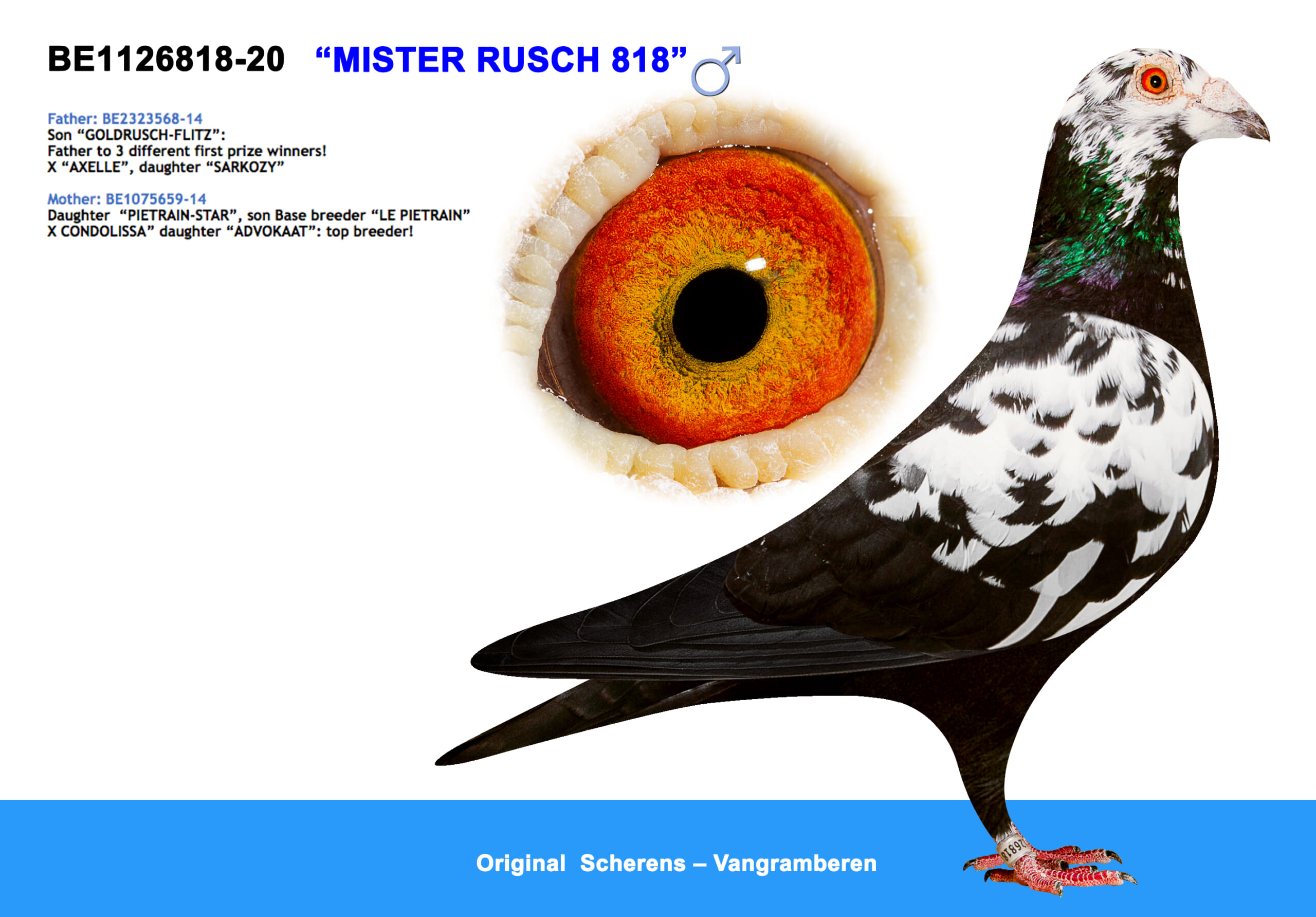 Scherens Van Gramberen 20-1126818 売切れ - 画像 (3)